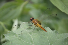 Urothemis signata