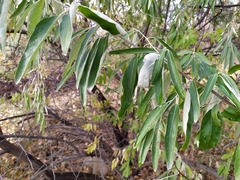 Elaeagnus angustifolia
