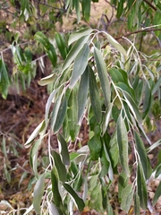 Elaeagnus angustifolia