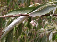 Elaeagnus angustifolia