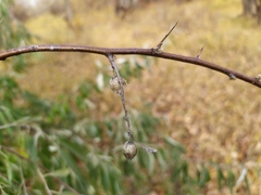 Elaeagnus angustifolia