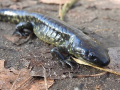 Ambystoma tigrinum