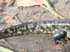 Ambystoma tigrinum