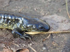 Ambystoma tigrinum