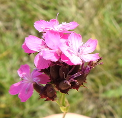 Dianthus andrzejowskianus