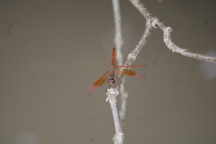 Brachythemis contaminata