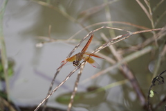 Brachythemis contaminata