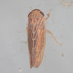 Chlorotettix necopinus