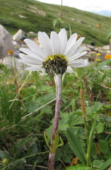 Tanacetum pulchellum