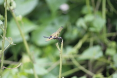 Rhyothemis variegata