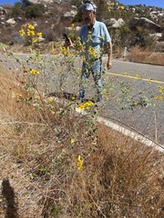 Bahiopsis triangularis