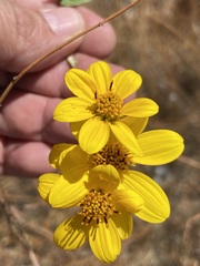 Bahiopsis triangularis