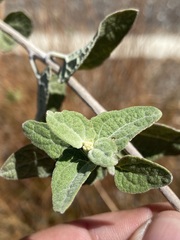 Bahiopsis triangularis