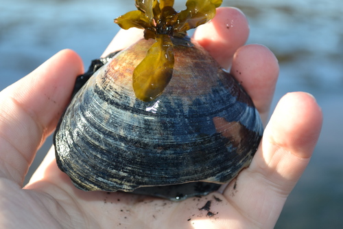 Greenland Smoothcockle