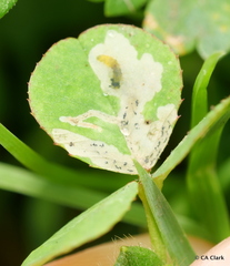 Liriomyza fricki