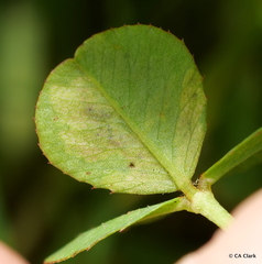 Liriomyza fricki