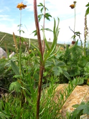 Tanacetum pulchellum