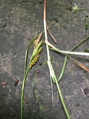 Carex pallescens
