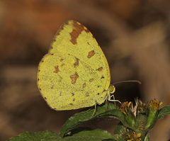 Eurema hecabe hecabe