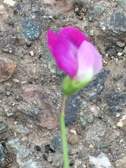 Lathyrus hirsutus