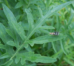 Trypetoptera punctulata