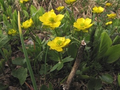 Ranunculus altaicus