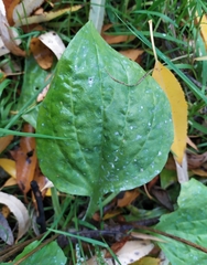 Plantago major