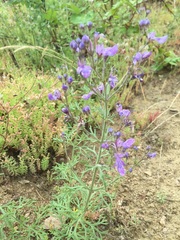 Teucrium orientale