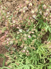 Sedum pallidum