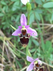 Ophrys oestrifera