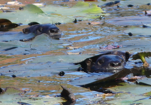 North American River Otter photographed in Massachusetts