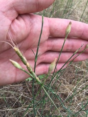 Petrorhagia prolifera