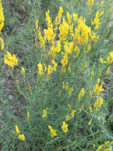 Genista transcaucasica