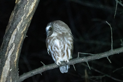 Aegolius acadicus acadicus