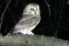 Aegolius acadicus acadicus