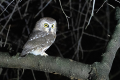 Aegolius acadicus acadicus