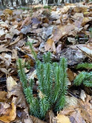 Huperzia lucidula image