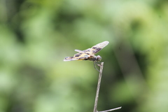 Rhyothemis variegata