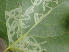 Aulagromyza populi