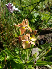 Moraea papilionacea papilionacea