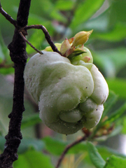 Exobasidium rhododendri