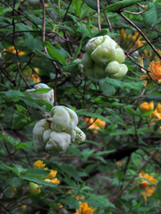 Exobasidium rhododendri