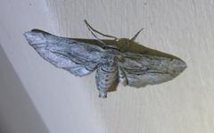 Holochroa dissociarius