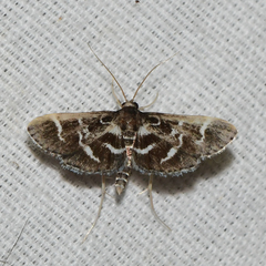 Diasemiodes janassialis