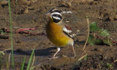 Emberiza flaviventris