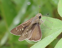 Pelopidas mathias mathias