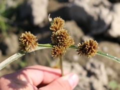 Cyperus glomeratus