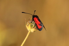 Zygaena erythrus