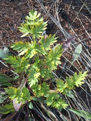 Cnidium cnidiifolium