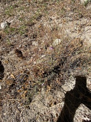 Penstemon californicus